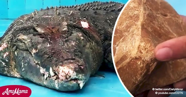 Cocodrilo del zoo fue gravemente herido cuando visitantes le tiraron piedras para ver si era real