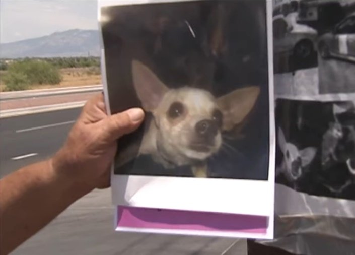 La perrita Jenny está perdida. | Foto: YouTube/News 4 Tucson KVOA-TV