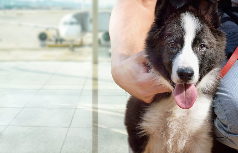 Perro con su dueño. | Imagen tomada de: Shutterstock