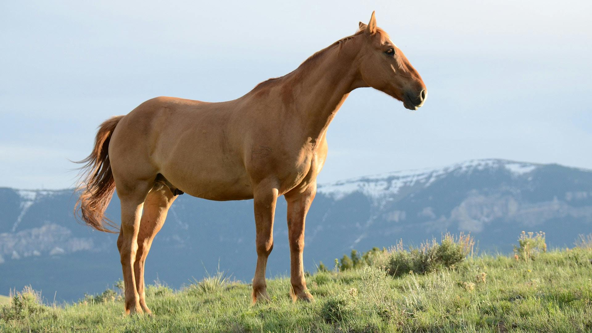 Caballo | Fuente: Pexels