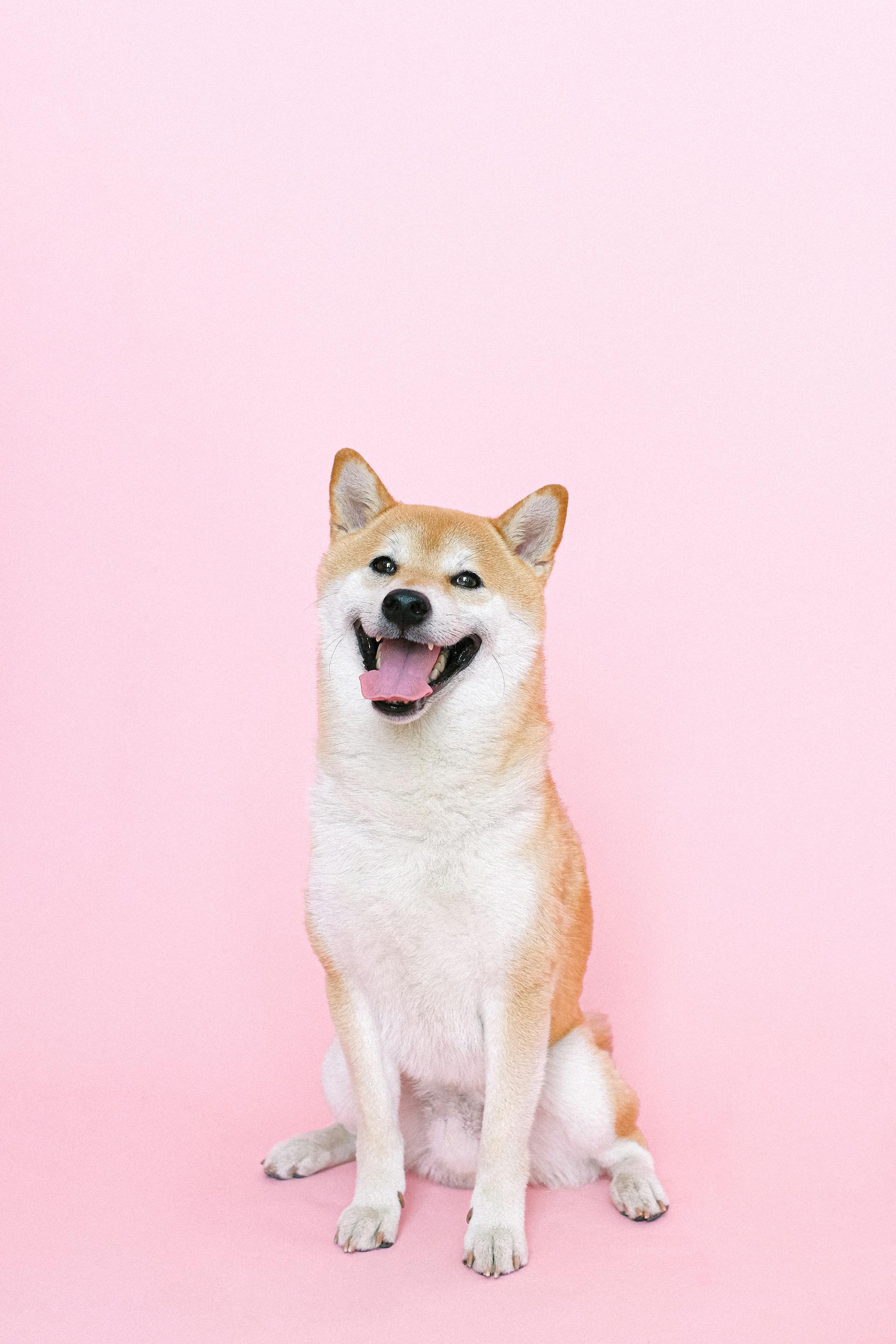 Un perro feliz sacando la lengua | Fuente: Pexels