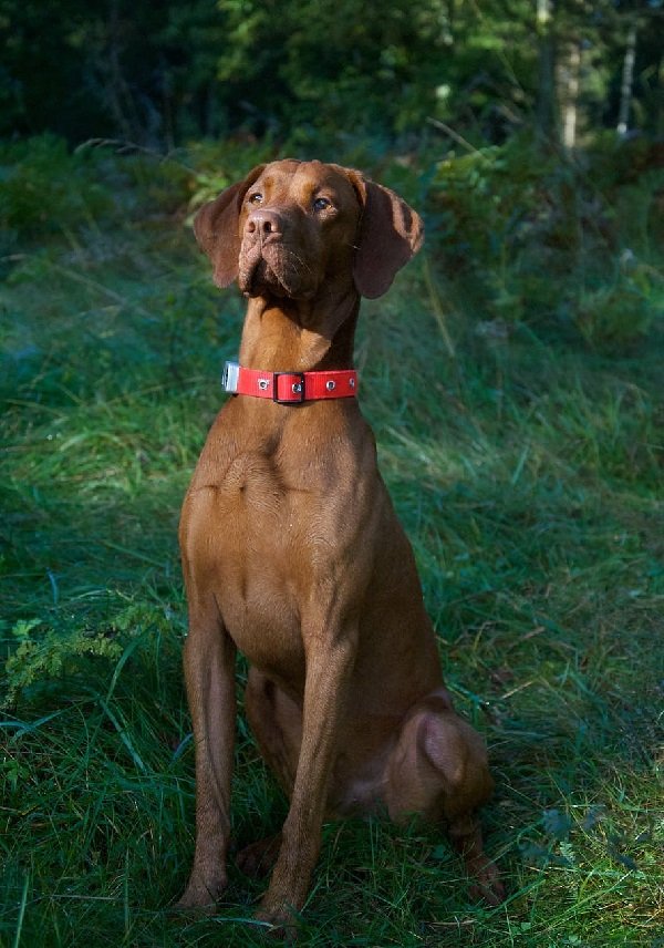 Un perro marrón. | Foto: Pxfuel