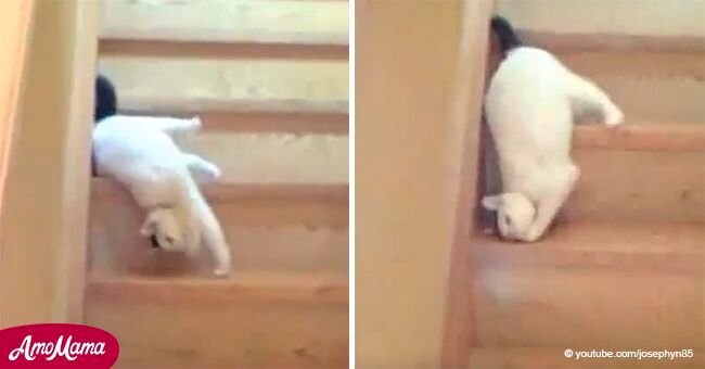 Gato holgazán encuentra divertidísima forma de bajar las escaleras 