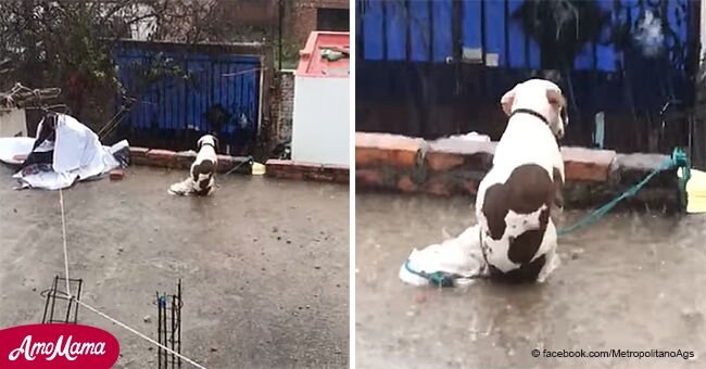 Video de pobre perrito atado en tejado durante tormenta de granizo genera polémica en redes