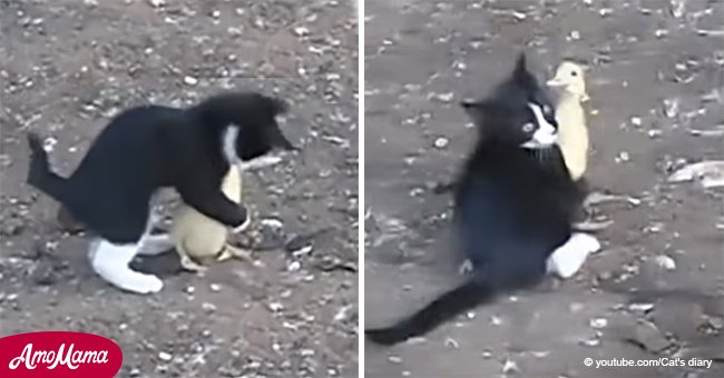 Gatito y patito fueron capturados teniendo la más adorable pelea