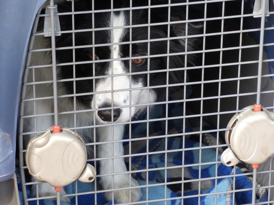 Perro en jaula. | Imagen tomada de: Pixabay