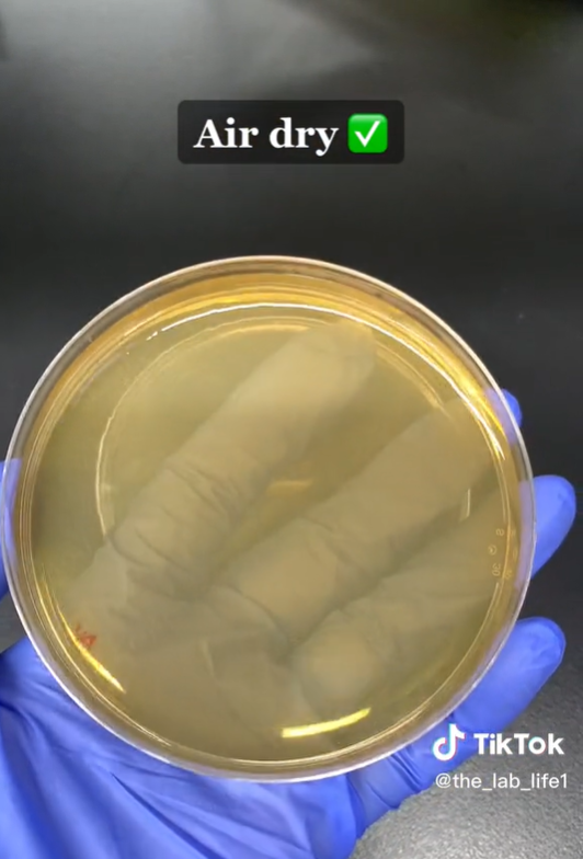 Una placa de Petri que muestra el resultado del secado al aire | Foto: TikTok/@the_lab_life1