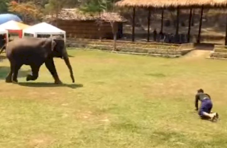 Elefante corre al rescate cuando cree que su cuidador está siendo atacado