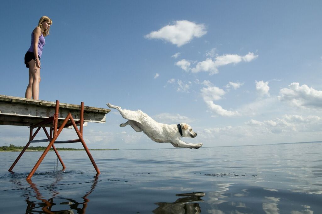 Perro saltando al agua / Imagen tomada de: Shutterstock