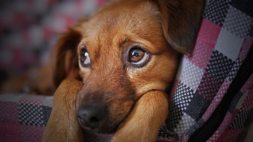 Perrito esperando / Imagen tomada de: Pixabay
