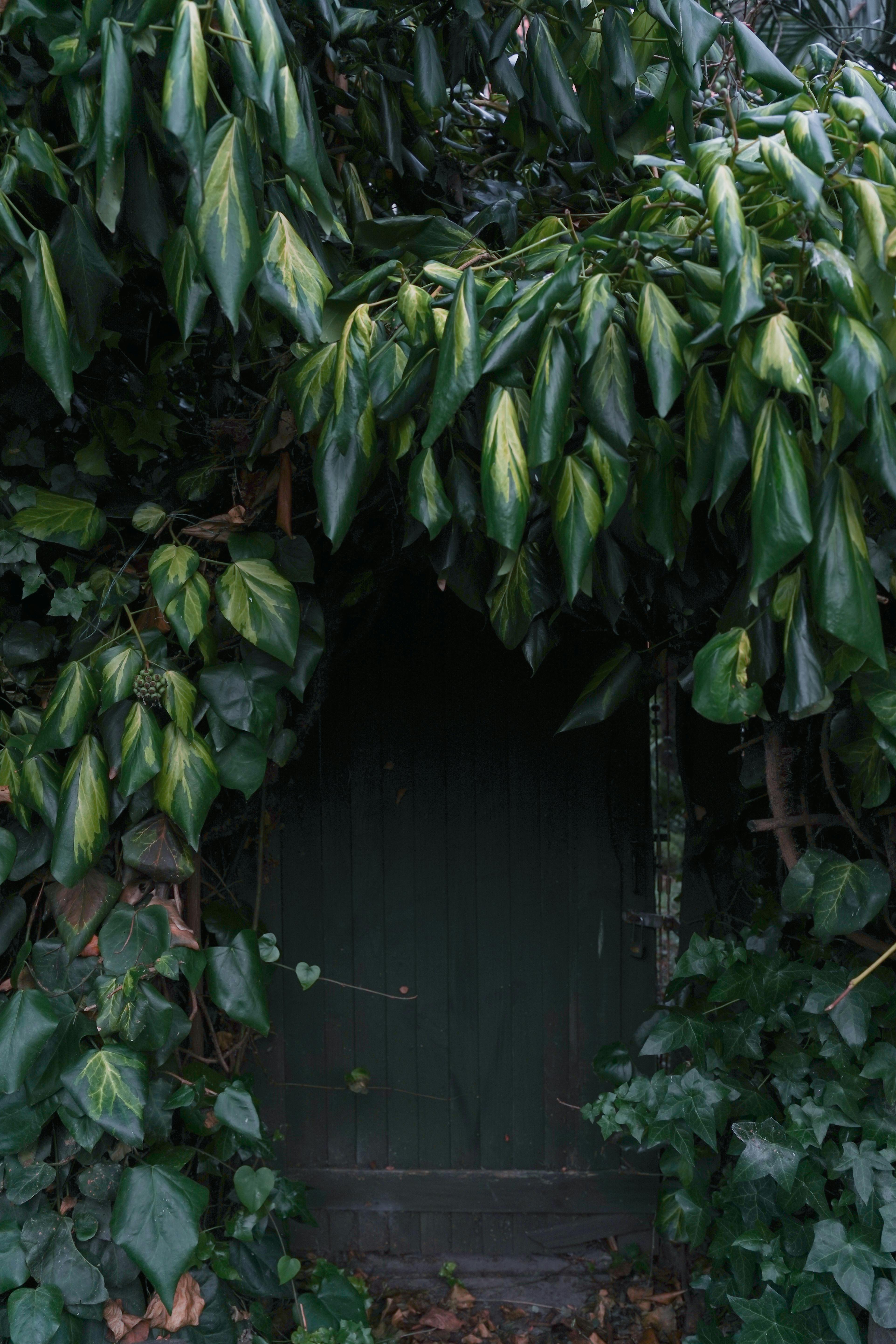 Entrada a una bodega oculta | Foto: Pexels