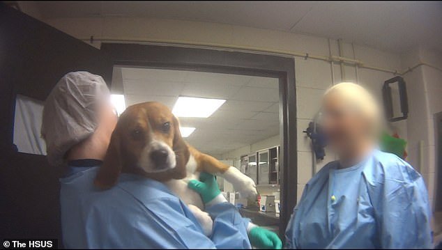 Dos personas sostienen a perro de raza bagle | Foto: YouTube/The Humane Society of the United States