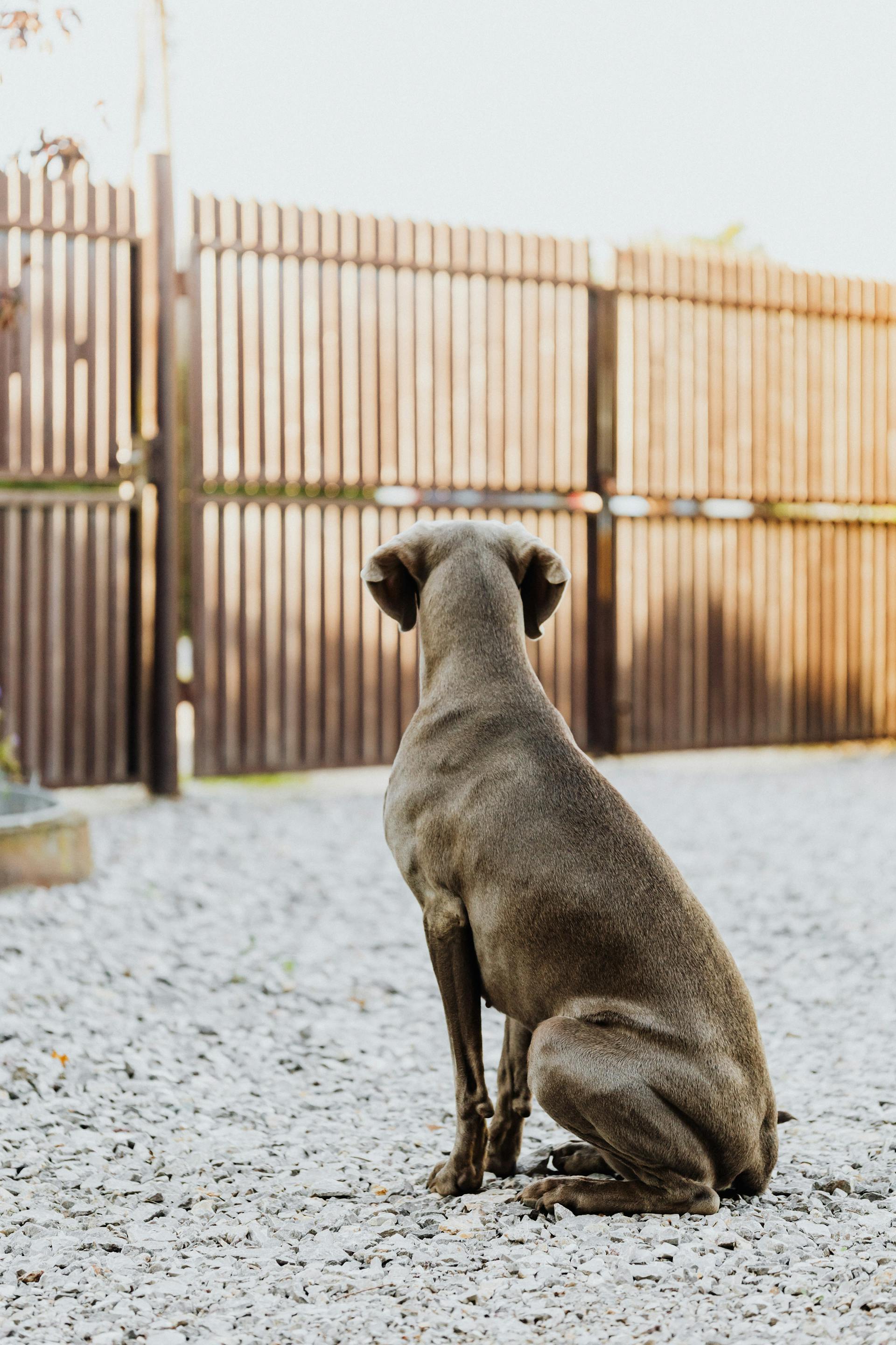 Un perro de pie al aire libre | Fuente: Pexels