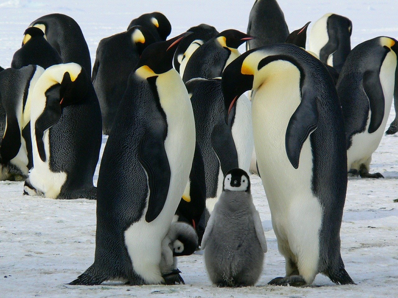 Imagen de familia de pingüinos. | Foto: Pixabay