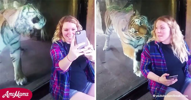 Tigre conmueve con inesperada reacción a mujer embarazada