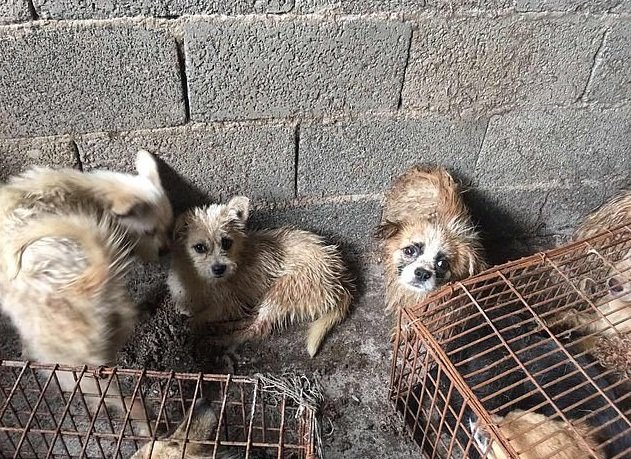 Más de 60 perros fueron rescatados del un matadero, en China. | Foto: HSUS