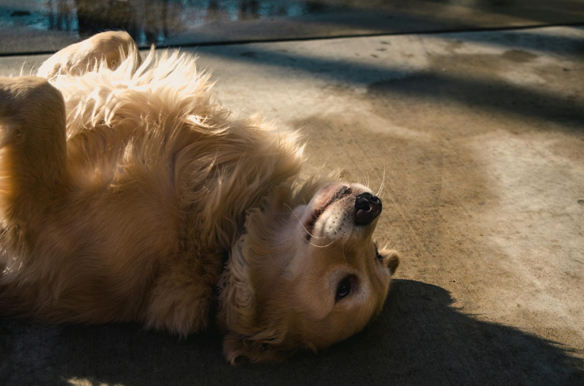 Un perro tumbado en una carretera | Fuente: Pexels
