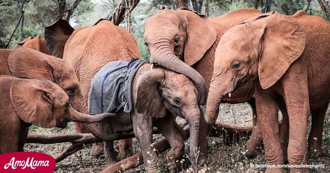 Elefante bebé fue abrazado y consolado por la manada después de que perdió a su mamá