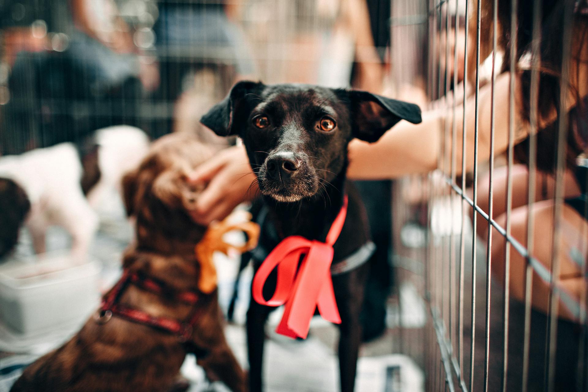 Personas trabajando como voluntarias en un refugio de animales | Fuente: Pexels