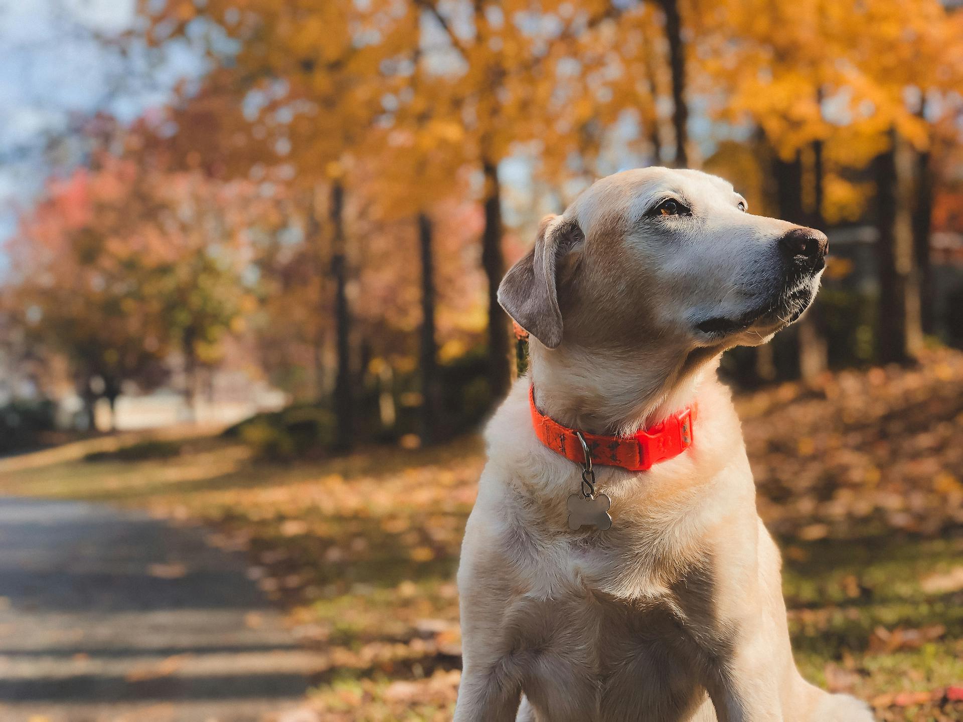 Un perro sentado al aire libre | Fuente: Pexels