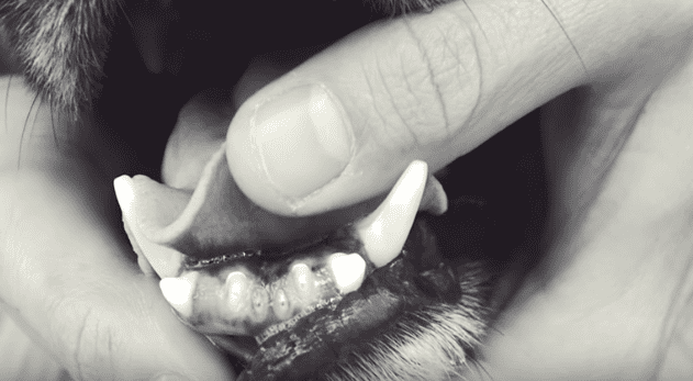 Los dientes de Herschel. | Imagen tomada de: YouTube/Rocky Kanaka