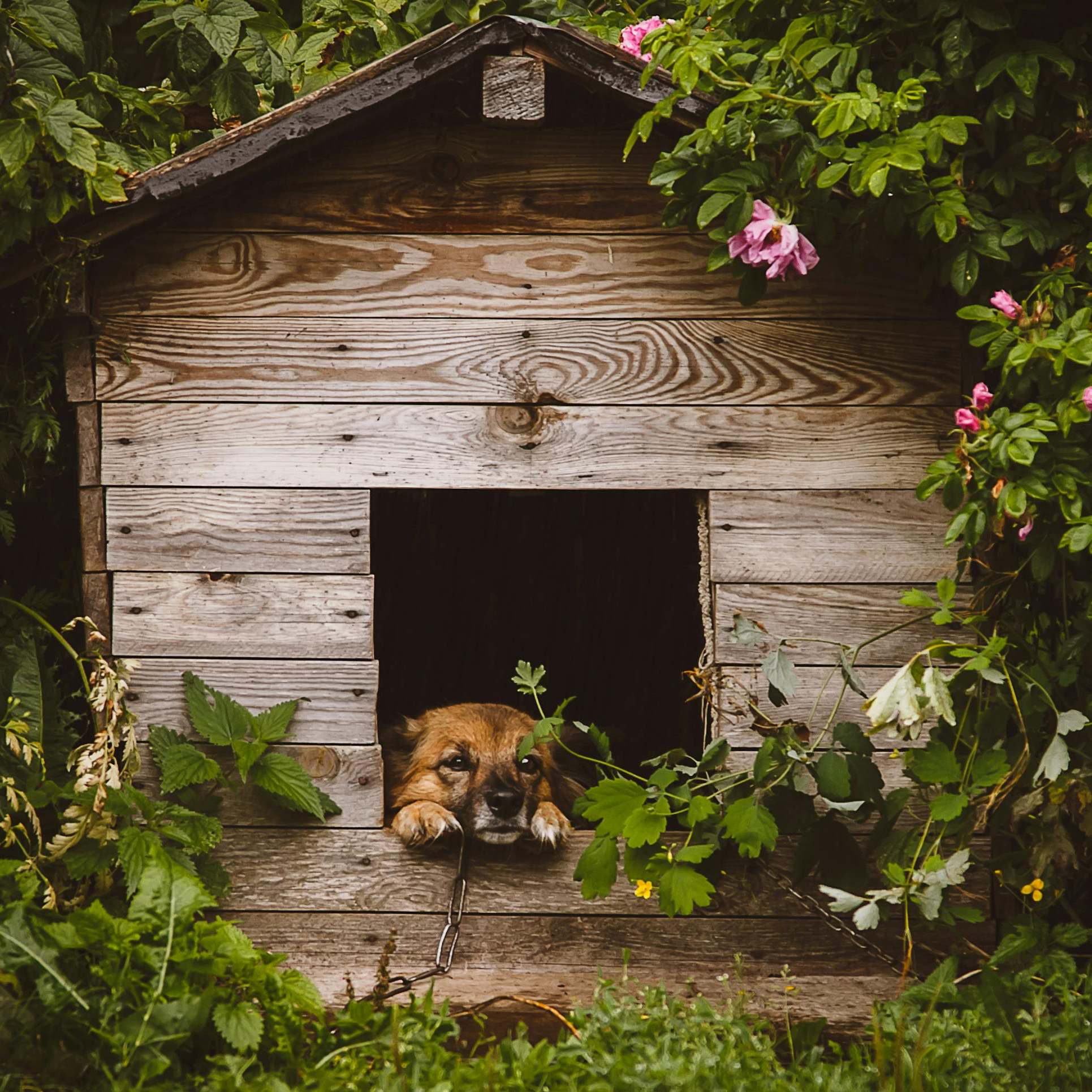 Un perro parece cómodo en su perrera | Fuente: Pexels