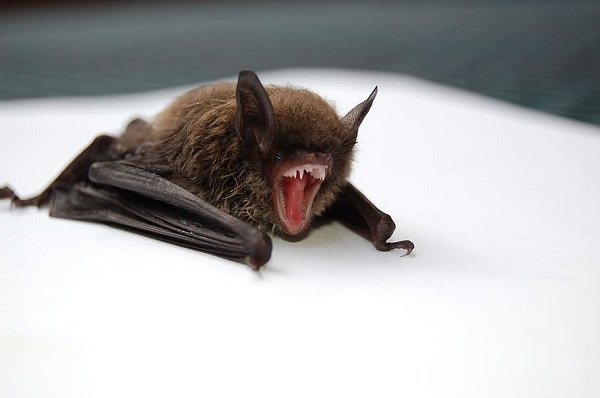 Murciélago con la boca abierta parado sobre un piso blanco. | Foto: Piqsels