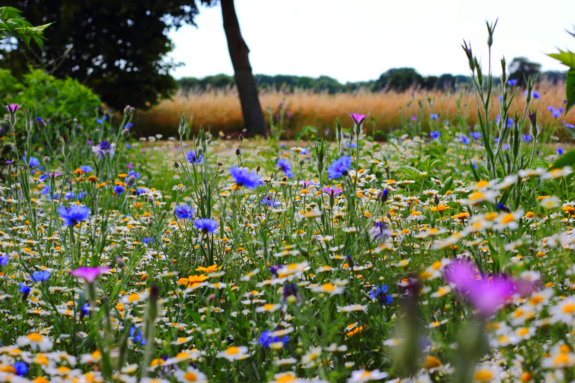 Flores silvestres creciendo en un campo | Fuente: Pexels