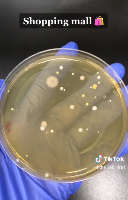 Una placa de Petri con bacterias recogidas de un secador de manos de un centro comercial | Foto: TikTok/@the_lab_life1
