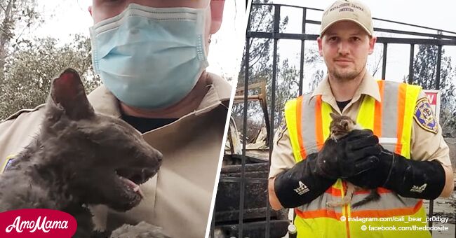 Rescatista adopta gatito que casi murió quemado vivo en incendio forestal de California