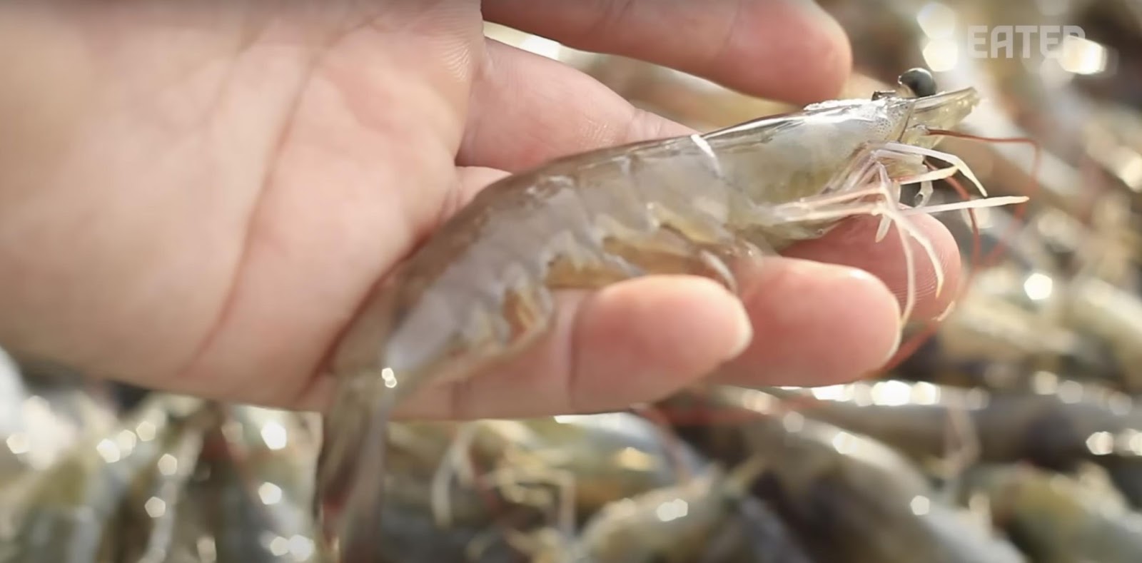 Primer plano de una gamba. | Fuente: YouTube/Eater