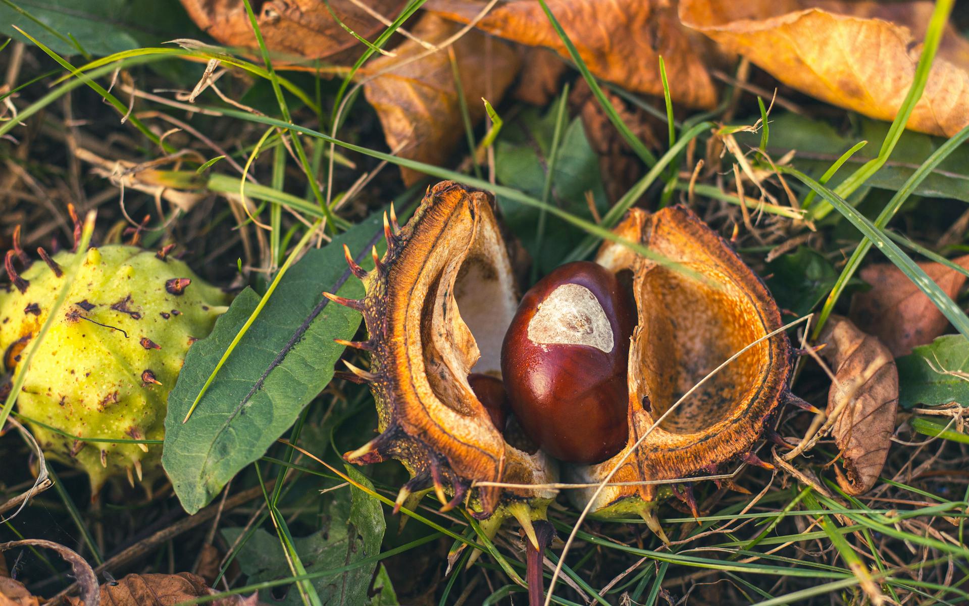 Nueces tumbadas en la hierba | Fuente: Pexels