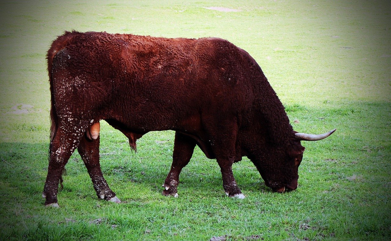 Toro se alimenta del pasto. | Foto: Needpix