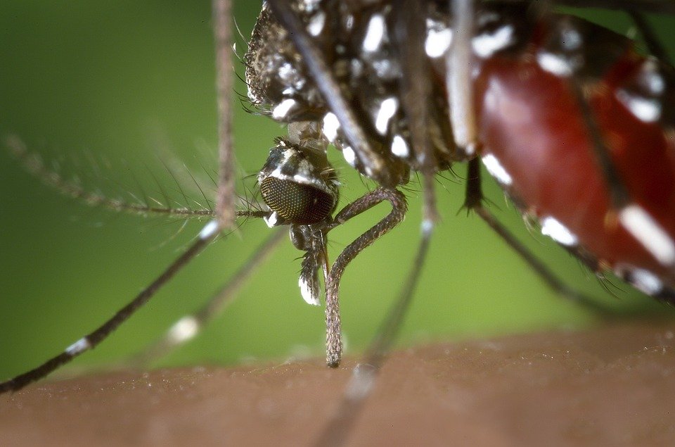 Mosquito Hembra Aedes Albopictus. | Imagen: Pixabay