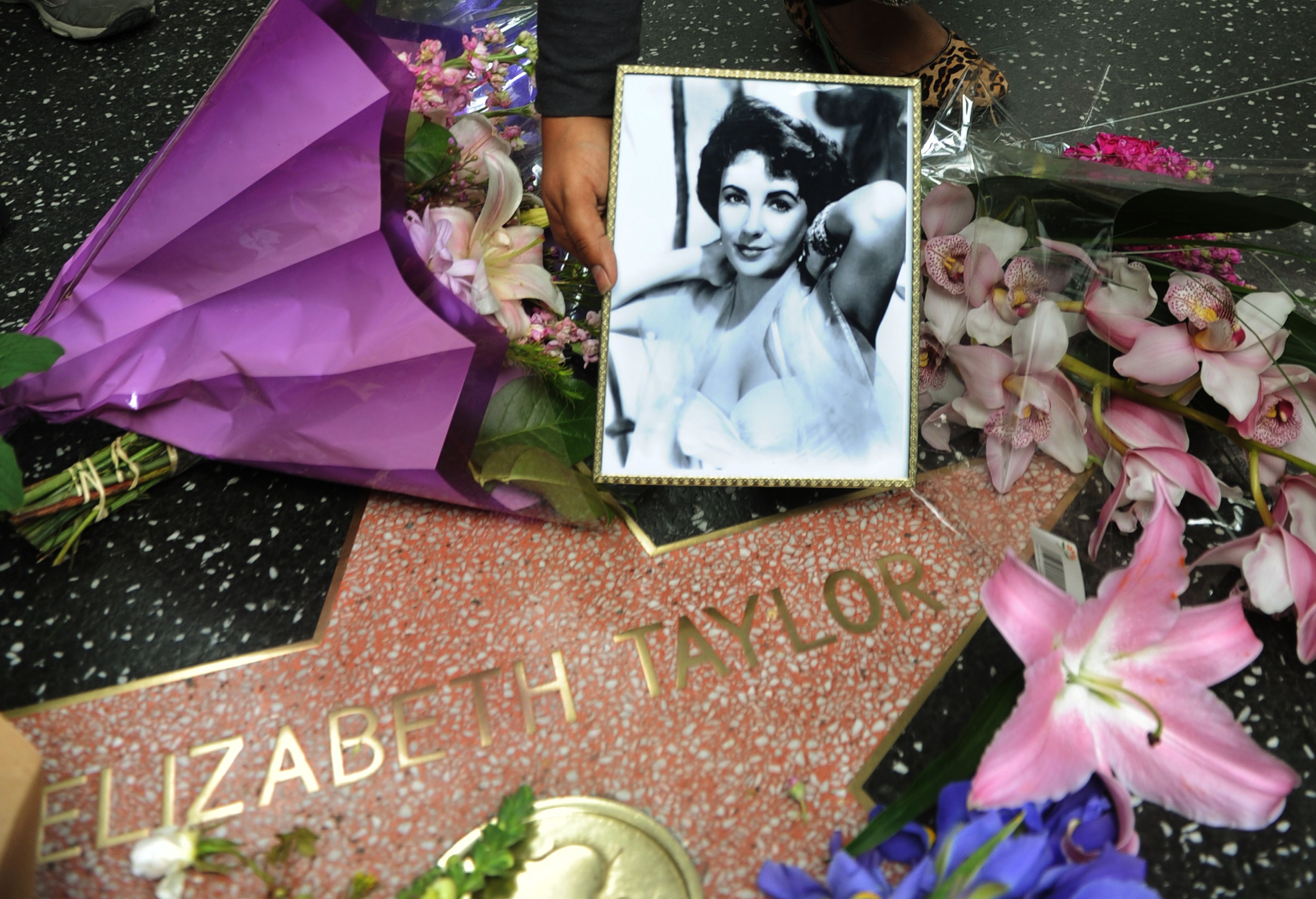Fan colocando una foto junto a unas flores en la estrella de Elizabeth Taylor en el Paseo de la Fama de Hollywood el 23 de marzo de 2011 en Hollywood, California | Foto: Getty Images