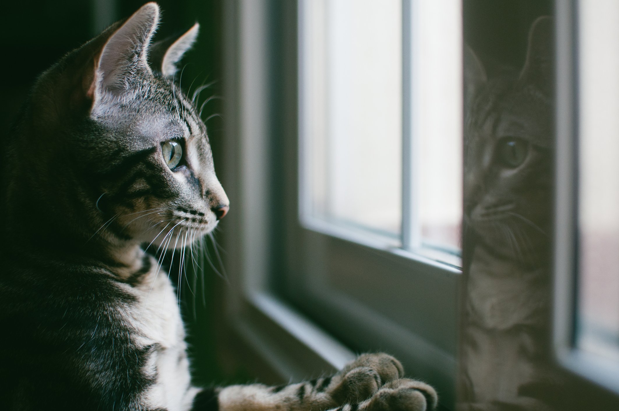 Gato viendo por la ventana. | Foto: Getty Images