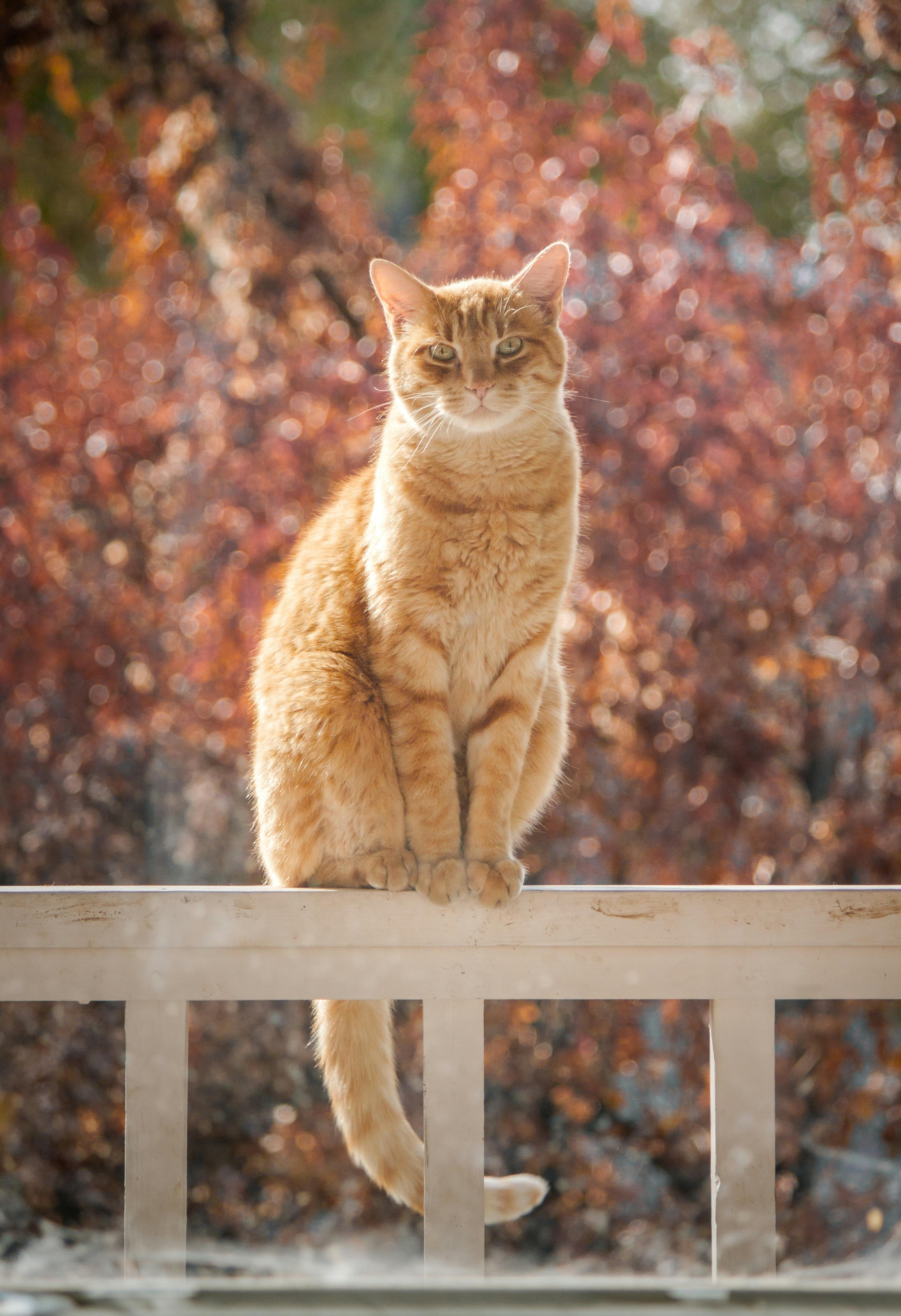 Un gato naranja | Fuente: Pexels