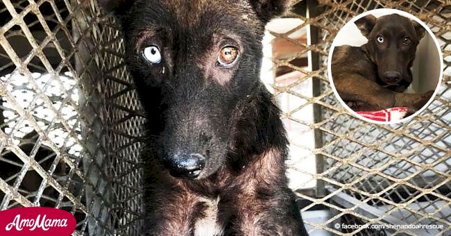 Aterrado y descuidado perrito luce casi irreconocible tras ser rescatado