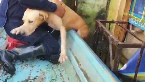 Perro rescatado por personal de la Marina en inundaciones de Tabasco. | Foto: Captura de Twitter/SEMAR_mx