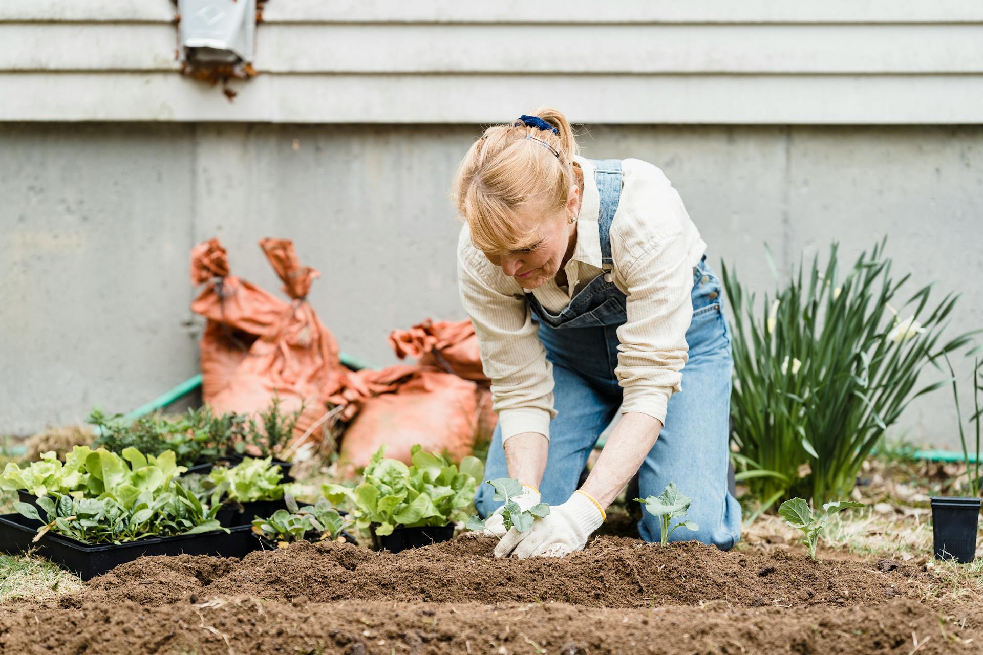 Una mujer mayor plantando plantones en su jardín | Fuente: Pexels