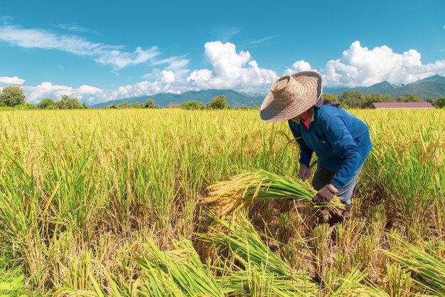 Persona trabajando en un campo de arroz. │Foto: Freepik