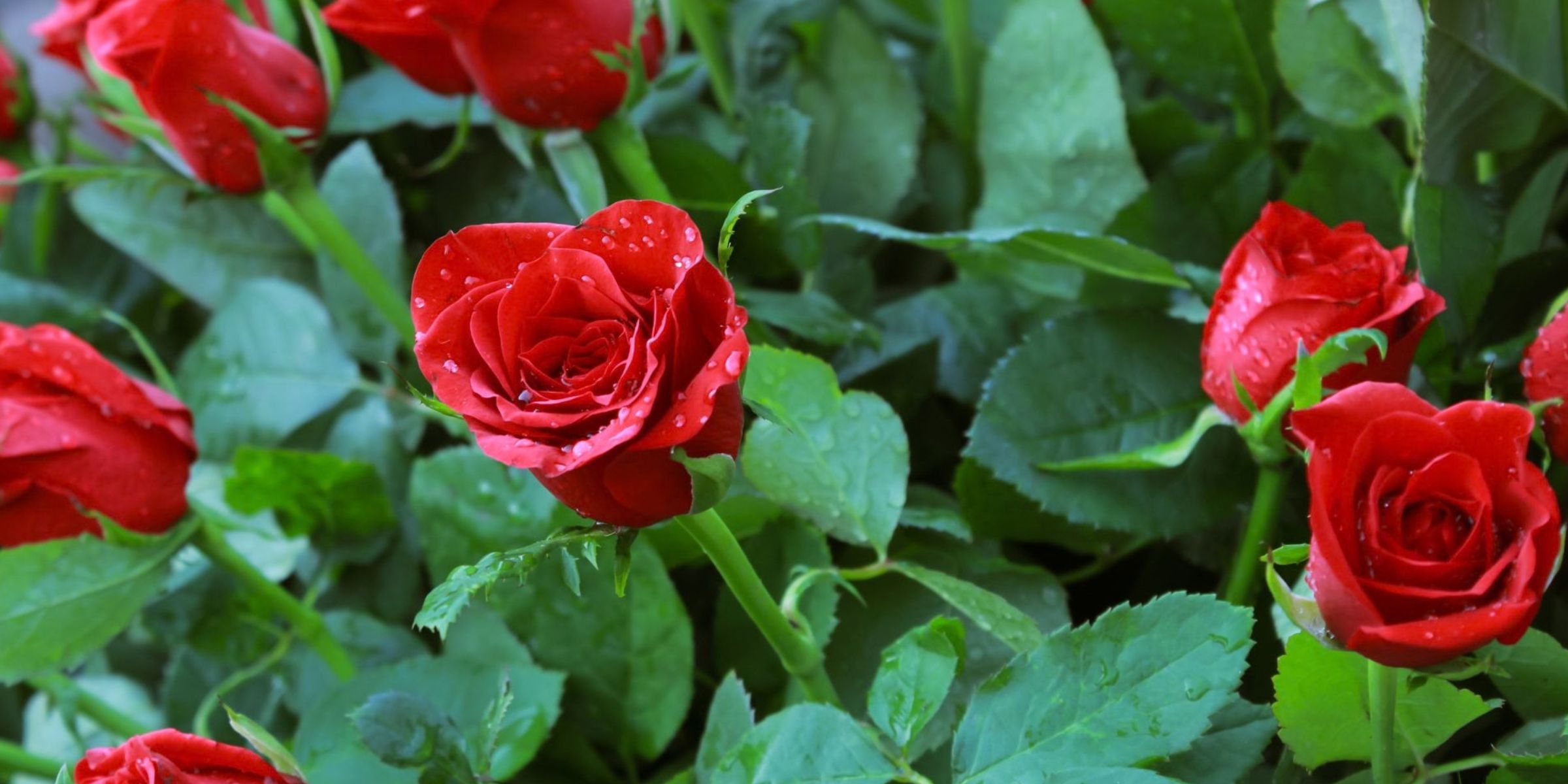 Una vivace foto macro di rose rosse in fiore con gocce di rugiada in un giardino | Fonte: Pexels