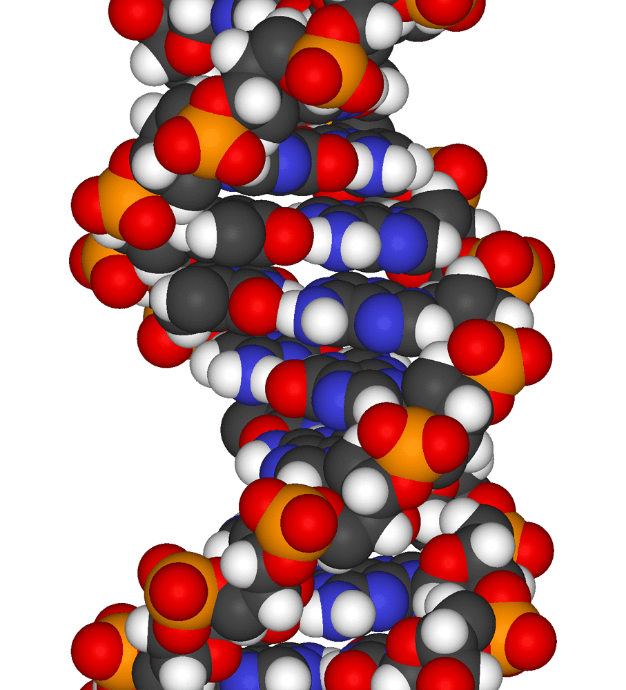 ADN. | Foto: Wikipedia