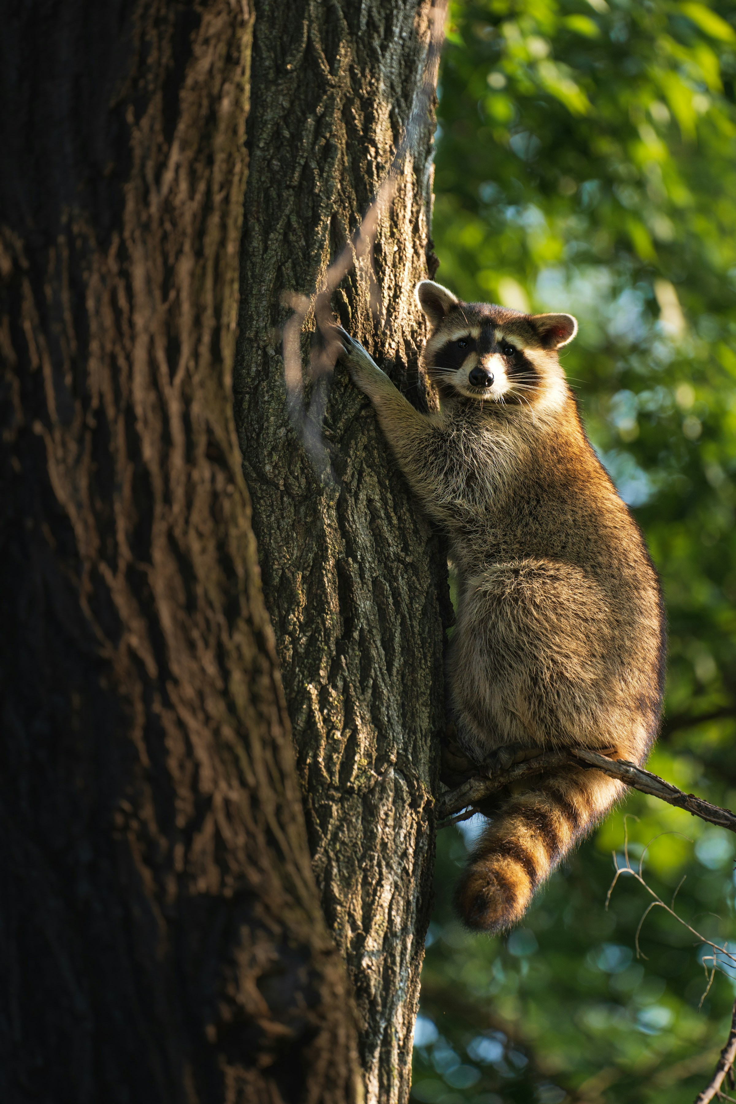 Un mapache trepando a un árbol | Fuente: Unsplash