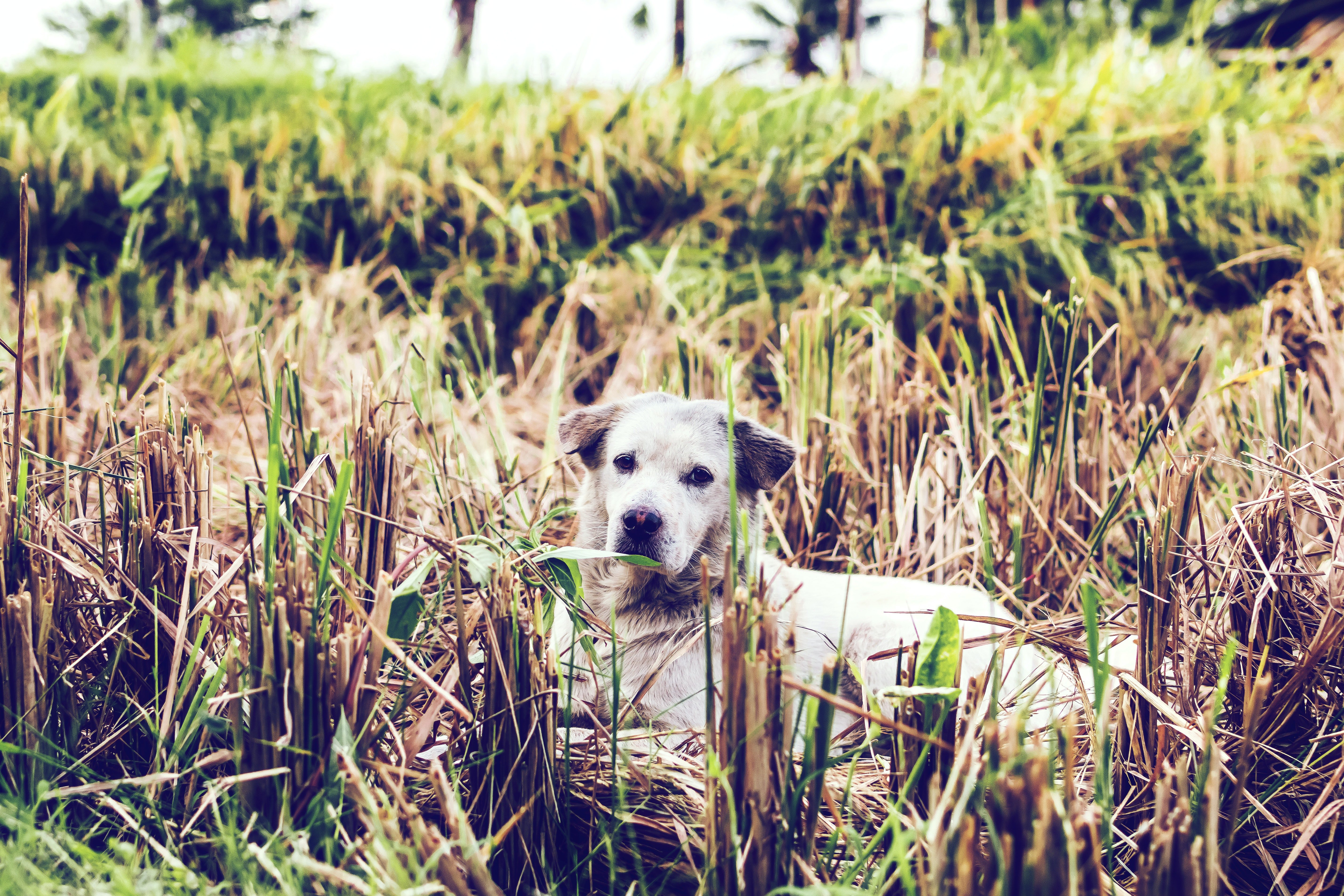 Un perro callejero recostado entre el pasto. | Foto: Pexels