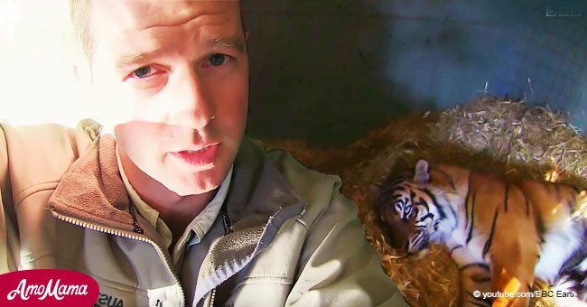 Instinto maternal de tigresa vence a la muerte cuando cría recién nacida no podía respirar
