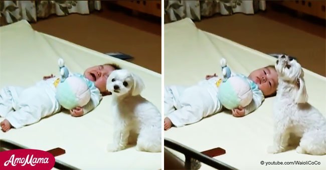 Mamá no podía hacer que el bebé deje de llorar, pero el perro tenía una técnica revolucionaria