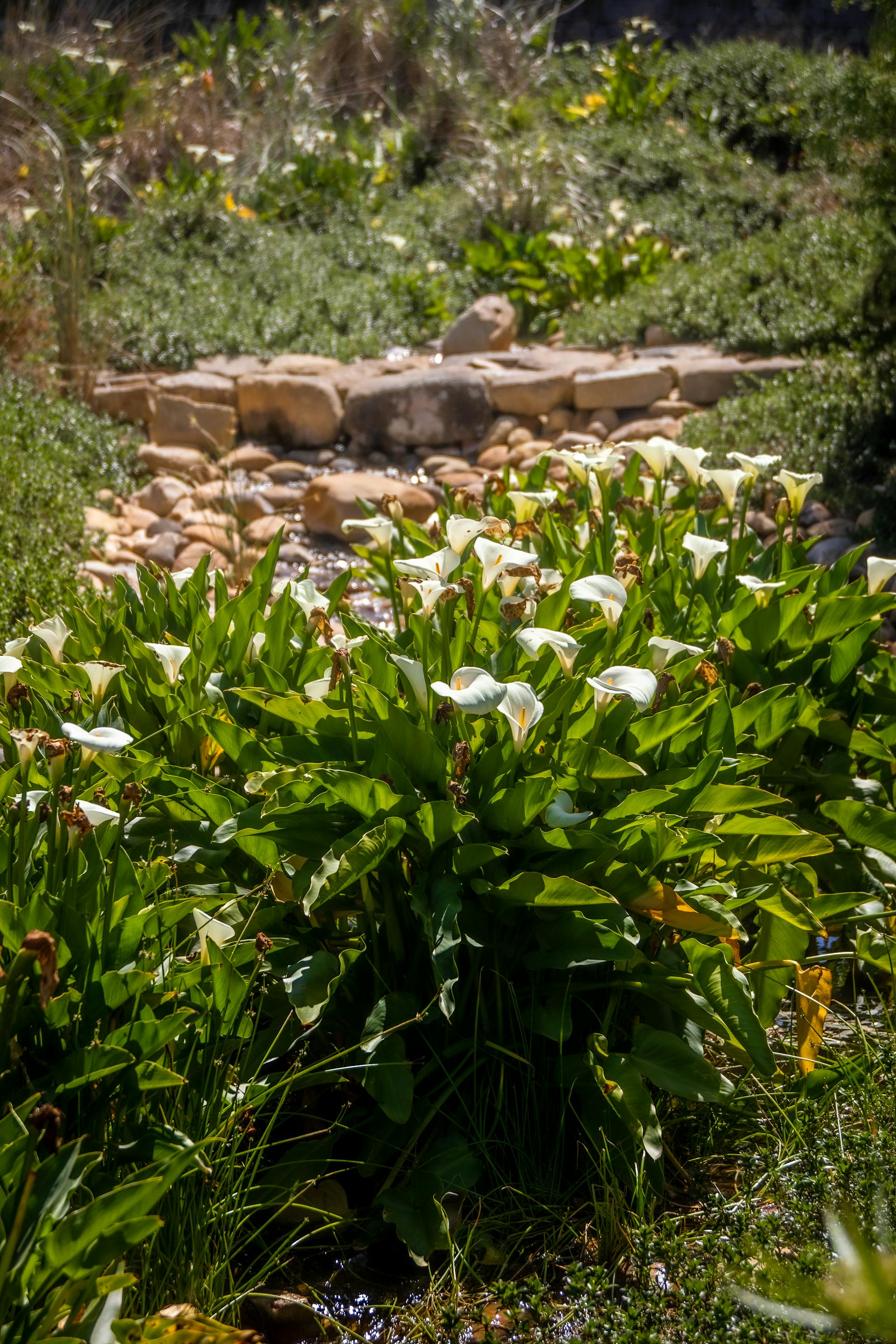 Lirios blancos en un jardín | Fuente: Pexels