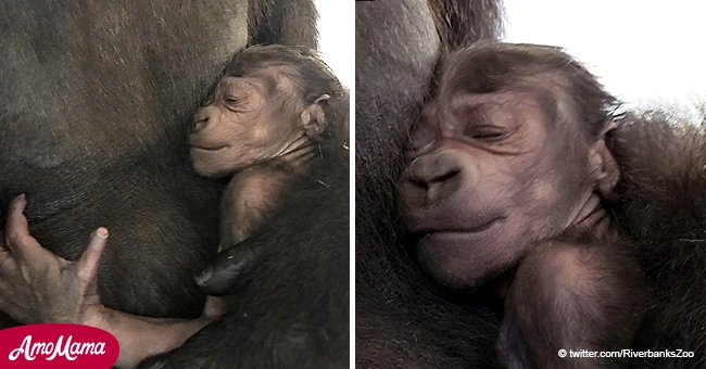 Conoce al adorable bebé recién nacido gorila de un zoológico en Columbia, Carolina del Sur (fotos)