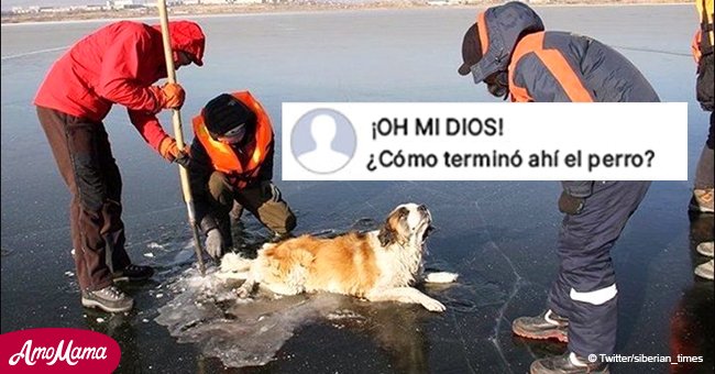 Rescatistas criticados tras liberar a un perro misteriosamente atrapado en un lago congelado